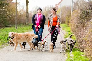 garde et promenade d'animaux domestiques